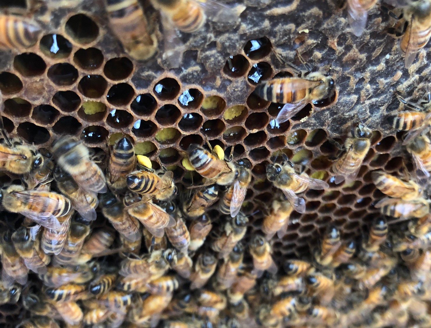 bees 1